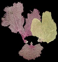 Barnacles Coral & Sea Fans